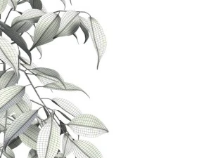 ficus benjamina Modelo 3D