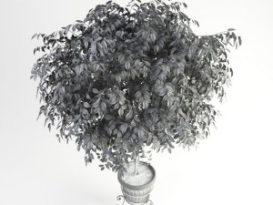 ficus benjamina 3Dモデル