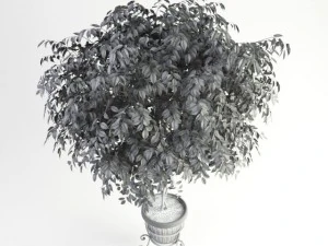 ficus benjamina Modelo 3D