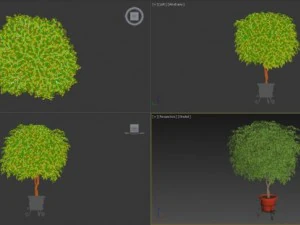 ficus benjamina Modelo 3D