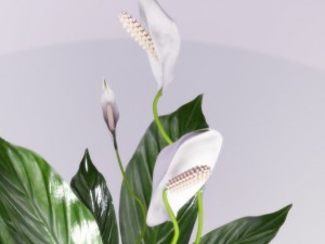 forged table and plant spathiphyllum Modelo 3D
