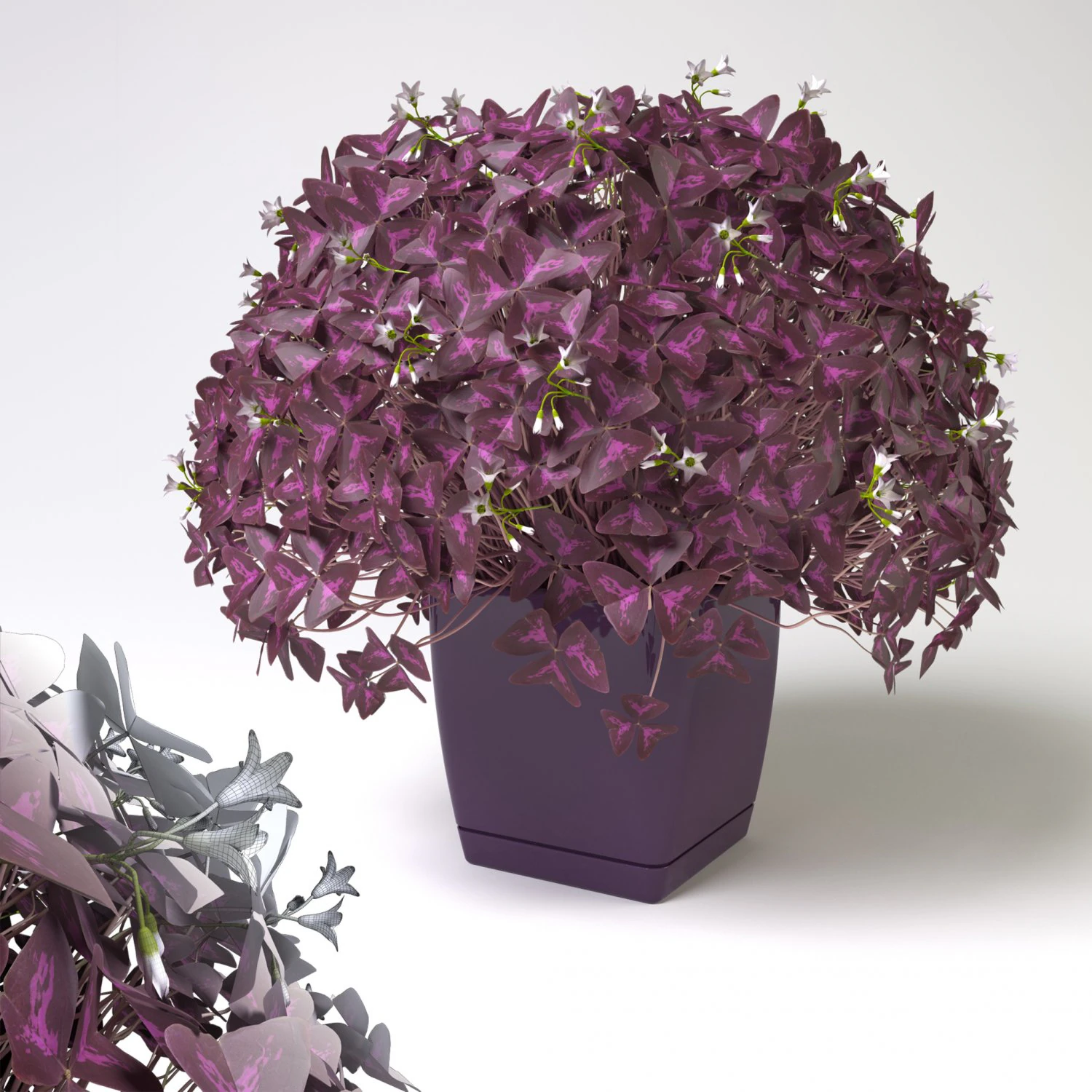 oxalis triangularis 3D Model .c4d .max .obj .3ds .fbx .stl .blend