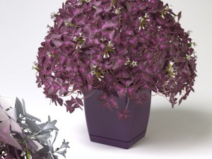 oxalis triangularis Modello 3D