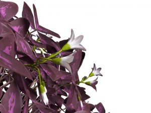 oxalis triangularis 3D Model