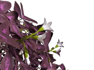 oxalis triangularis 3D Model