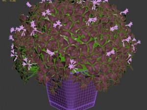 oxalis triangularis 3D Model