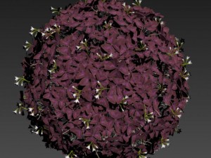 oxalis triangularis 3D Model