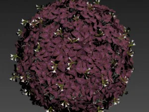 oxalis triangularis 3D Model