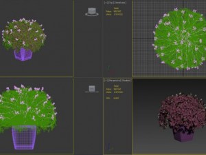 oxalis triangularis 3D Model