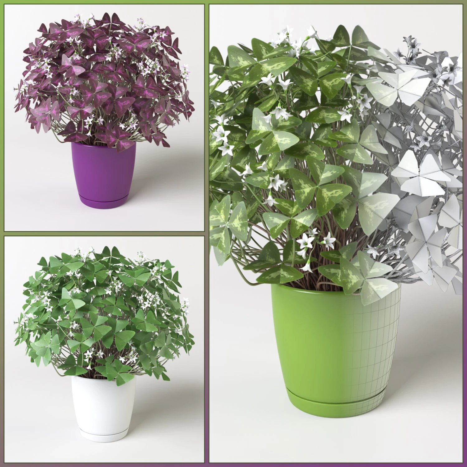 oxalis 3 in 1 3D Model .c4d .max .obj .3ds .fbx .stl .blend