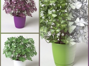 oxalis 3 in 1 Modello 3D