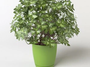 oxalis 3 in 1 3D Model