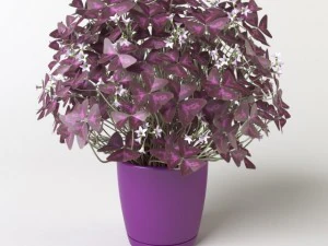 oxalis 3 in 1 3D Model