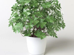 oxalis 3 in 1 3D Model