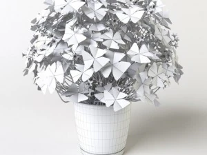 oxalis 3 in 1 3D Model