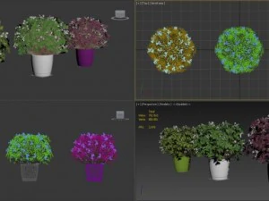 oxalis 3 in 1 3D Model