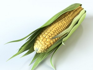 corn Modello 3D