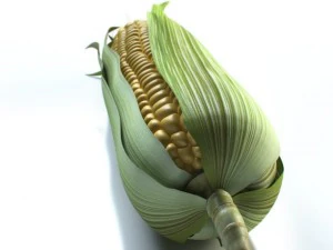 corn 3D Model