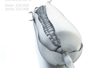 corn 3D Model