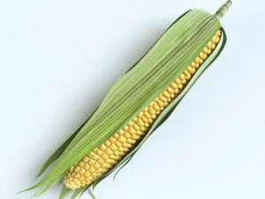 corn 3D Model