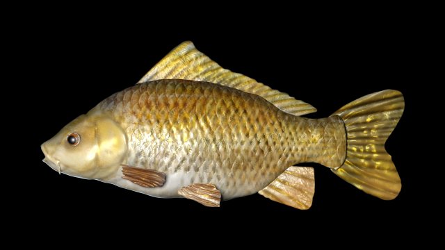 3d carp free full download 10.3 3d carp free full download 10.3