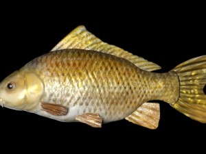 common carp Modelo 3D