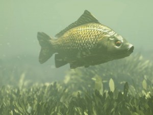 common carp Modelo 3D