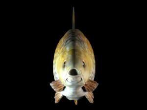 common carp Modelo 3D