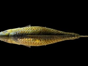 common carp Modelo 3D