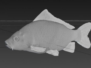 common carp Modelo 3D