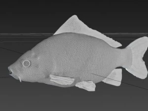 common carp 3D Model