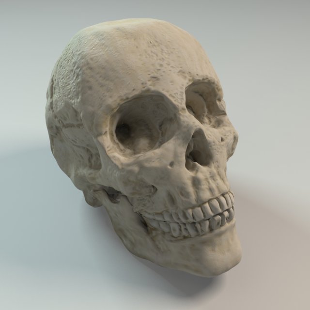 human skull 3D Модель .c4d .max .obj .3ds .fbx .stl .blend 