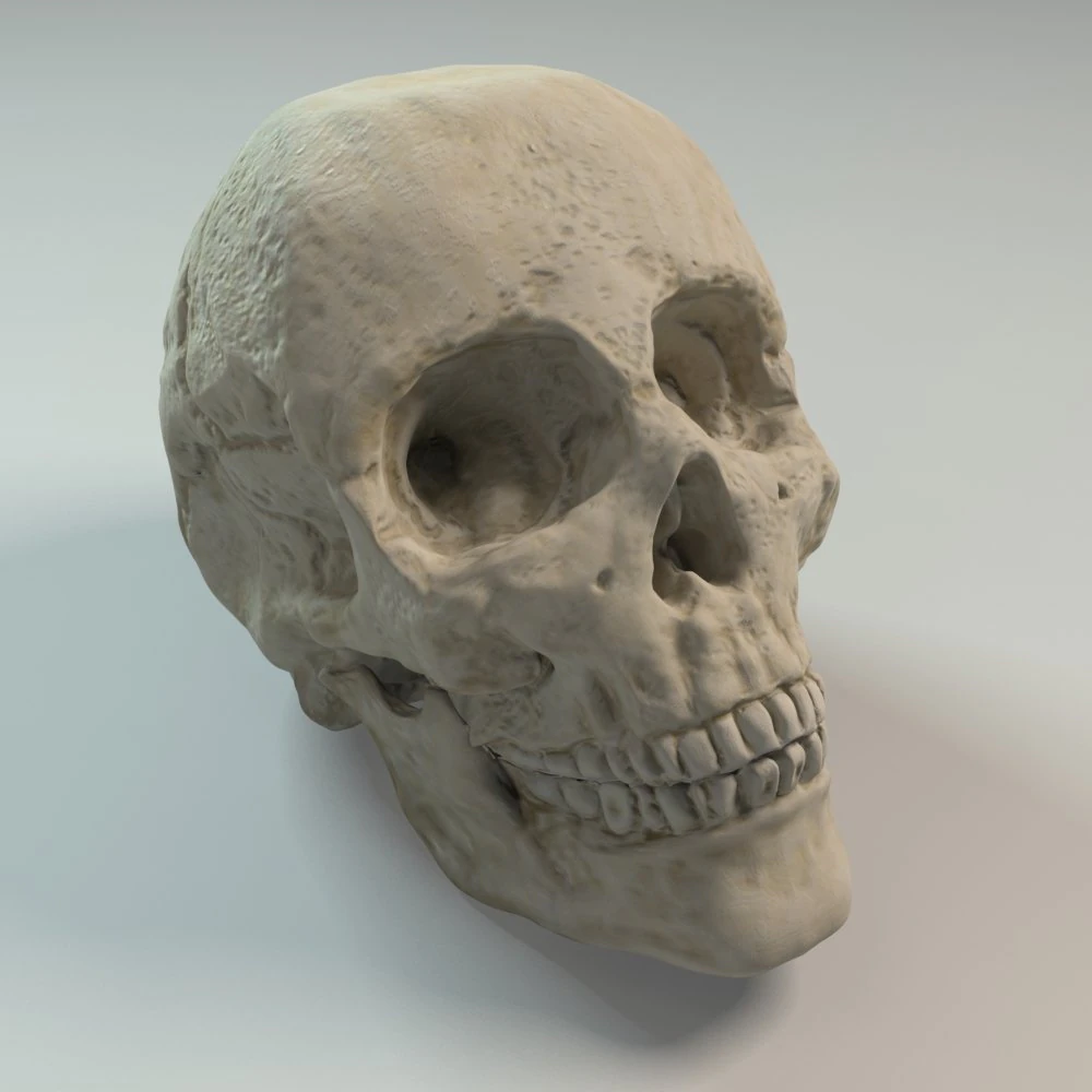 human skull 3D Model .c4d .max .obj .3ds .fbx .stl .blend 