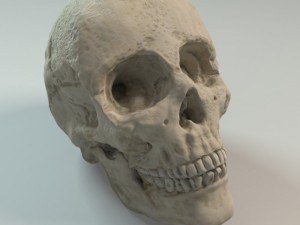 human skull 3Dモデル