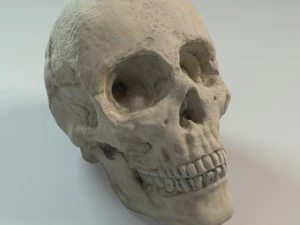 insan kafatası 3D Model