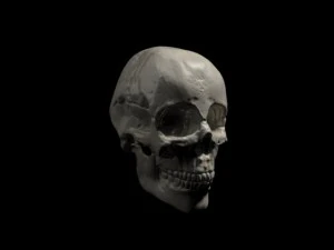 human skull 3D Model