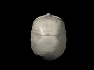 human skull 3D Model