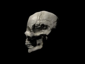 human skull 3D Модель