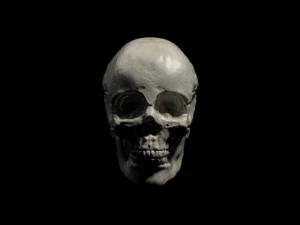human skull 3D Model