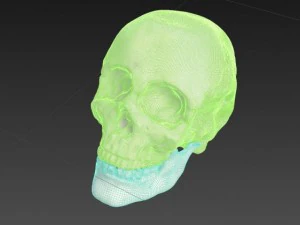 human skull 3D Model