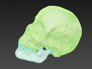 human skull 3D Модель