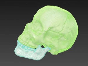 human skull 3D Model