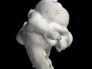 polar bear and cubs 3Dモデル