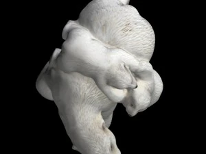 polar bear and cubs 3D Model