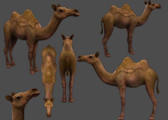 camel low-poly 3D Model .c4d .max .obj .3ds .fbx .stl .blend 