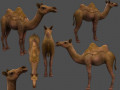 Camel Low-poly  Modello 3D