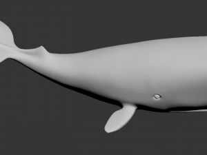 whale high poly 3D मॉडल