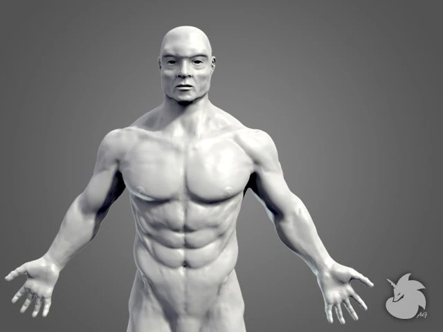 muscular base mesh 3D Model .c4d .max .obj .3ds .fbx .stl .blend 