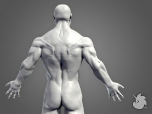 muscular base mesh 3D Model