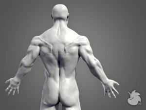 muscular base mesh 3D Model